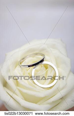 wedding rings and a white rose View Large Illustration Clip Art - wedding rings and a white rose. Fotosearch