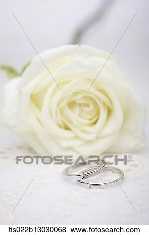 Stock Illustration - wedding rings and a white rose. Fotosearch
