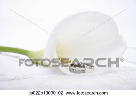 wedding rings inside a flower View Large Illustration Drawing - wedding rings inside a flower. Fotosearch