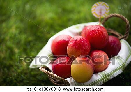 a basket full of peaches View Large Photo Image Stock Photo - a basket full of peaches. Fotosearch