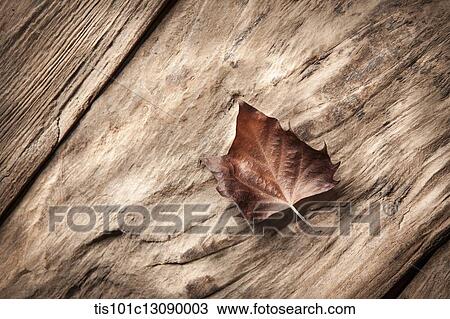 a dead leaf on wood surface View Large Photo Image Stock Image - a dead leaf on wood surface. Fotosearch