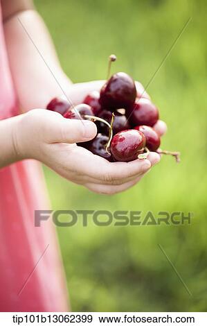 Stock Photo - a girl holding a bunch of cherries. Fotosearch