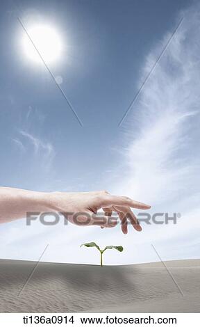 a hand covering a plant from the sun View Large Photo Image Picture - a hand covering a plant from the sun. Fotosearch
