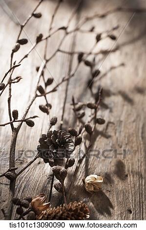autumn branches and pine cone on wooden surface View Large Photo Image Stock Image - autumn branches and pine cone on wooden surface. Fotosearch
