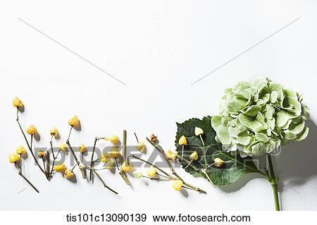 autumn flowers and green leaf on white background View Large Photo Image Stock Photo - autumn flowers and green leaf on white background. Fotosearch