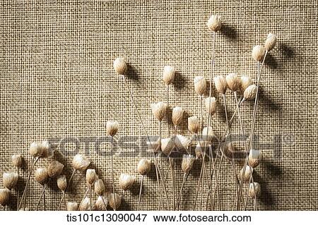 autumn flowers on brown background View Large Photo Image Stock Photo - autumn flowers on brown background. Fotosearch