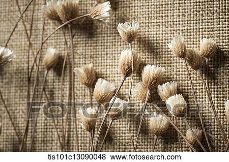 autumn flowers on brown background View Large Photo Image Stock Photo - autumn flowers on brown background. Fotosearch