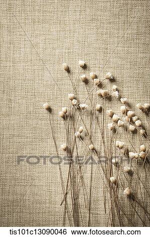 autumn flowers on brown background View Large Photo Image Stock Photograph - autumn flowers on brown background. Fotosearch