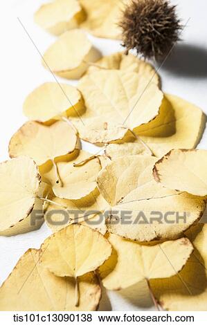 autumn leaves and chestnut on white background View Large Photo Image Stock Photo - autumn leaves and chestnut on white background. Fotosearch