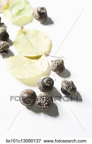 autumn leaves and oak nut on white background View Large Photo Image Stock Photo - autumn leaves and oak nut on white background. Fotosearch