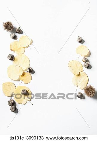 autumn leaves and oak nuts and chestnuts on white background View Large Photo Image Stock Image - autumn leaves and oak nuts and chestnuts on white background. Fotosearch
