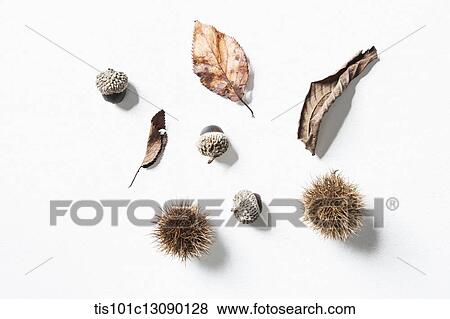 autumn leaves and oak nuts and chestnuts on white background View Large Photo Image Stock Photo - autumn leaves and oak nuts and chestnuts on white background. Fotosearch