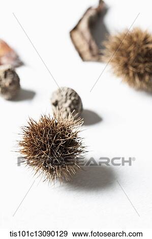 autumn leaves and oak nuts and chestnuts on white background View Large Photo Image Stock Photo - autumn leaves and oak nuts and chestnuts on white background. Fotosearch