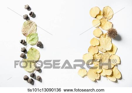 autumn leaves and oak nuts and chestnuts on white background View Large Photo Image Stock Photograph - autumn leaves and oak nuts and chestnuts on white background. Fotosearch