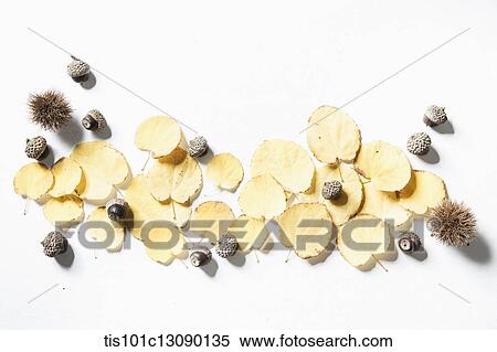 autumn leaves and oak nuts and chestnuts on white background View Large Photo Image Stock Photography - autumn leaves and oak nuts and chestnuts on white background. Fotosearch