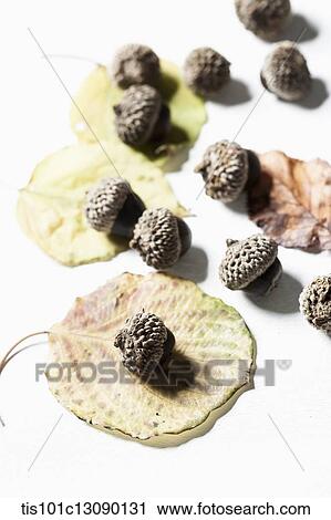 autumn leaves and oak nuts on white background View Large Photo Image Stock Image - autumn leaves and oak nuts on white background. Fotosearch
