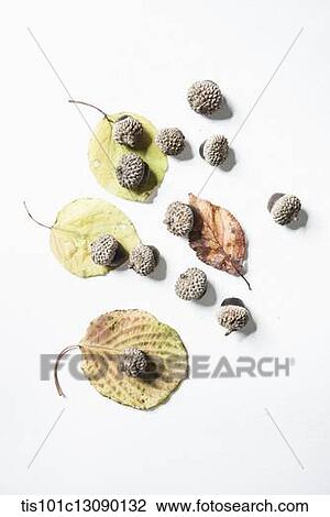 autumn leaves and oak nuts on white background View Large Photo Image Stock Image - autumn leaves and oak nuts on white background. Fotosearch