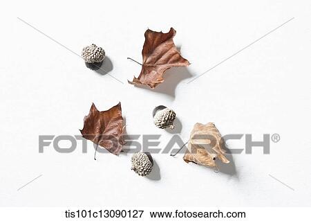 autumn leaves and oak nuts on white background View Large Photo Image Stock Photo - autumn leaves and oak nuts on white background. Fotosearch