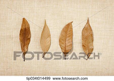 autumn leaves in brown background View Large Photo Image Stock Photo - autumn leaves in brown background. Fotosearch