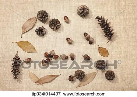 autumn nuts and leaves in brown background View Large Photo Image Stock Photo - autumn nuts and leaves in brown background . Fotosearch