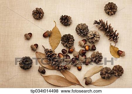 autumn nuts and leaves in brown background View Large Photo Image Stock Photo - autumn nuts and leaves in brown background . Fotosearch