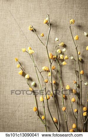 autumn plants on brown background View Large Photo Image Stock Image - autumn plants on brown background. Fotosearch