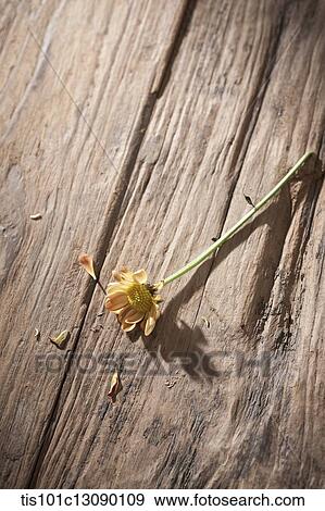 close up shot of autumn flower on wooden surface View Large Photo Image Stock Photo - close up shot of autumn flower on wooden surface. Fotosearch