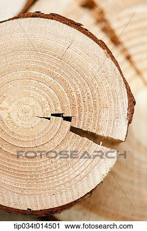 cut surface of woods View Large Photo Image Stock Image - cut surface of woods . Fotosearch