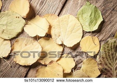 dead leaves on wood surface View Large Photo Image Stock Image - dead leaves on wood surface. Fotosearch