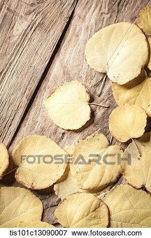 dead leaves on wood surface View Large Photo Image Stock Photo - dead leaves on wood surface. Fotosearch