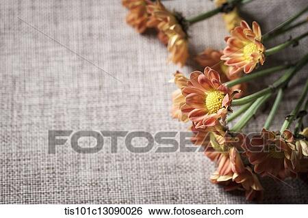 flowers on brown background View Large Photo Image Stock Photograph - flowers on brown background. Fotosearch