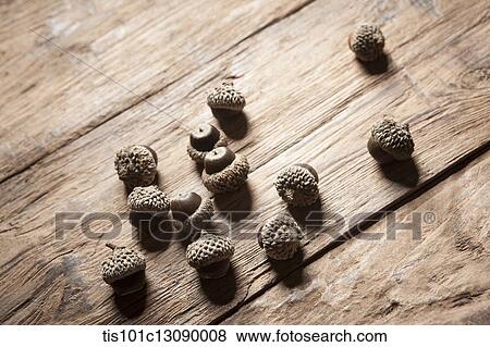 oak nuts on wood surface View Large Photo Image Stock Photo - oak nuts on wood surface. Fotosearch