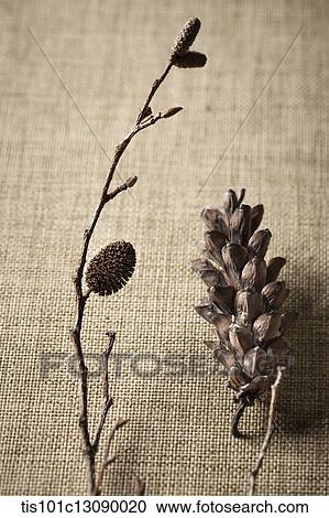 pine cones and leaves on brown background View Large Photo Image Stock Image - pine cones and leaves on brown background. Fotosearch