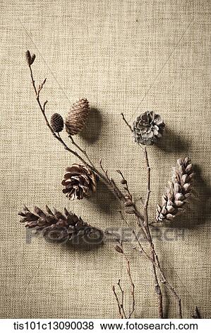 pine cones on brown background View Large Photo Image Stock Photo - pine cones on brown background. Fotosearch