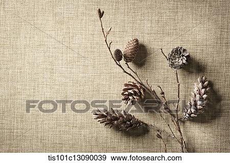 pine cones on brown background View Large Photo Image Stock Photo - pine cones on brown background. Fotosearch