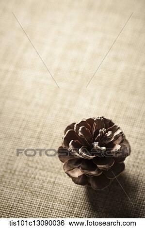 pine cones on brown background View Large Photo Image Stock Photograph - pine cones on brown background. Fotosearch