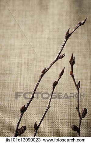 pine leaves on brown background View Large Photo Image Stock Image - pine leaves on brown background. Fotosearch