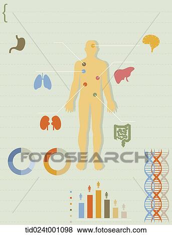 Stock Illustration - illustration info graphics of human body. Fotosearch