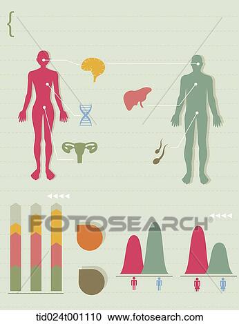 Clipart - illustration info graphics of woman and man. Fotosearch