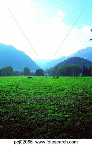 farm, grass, mountain, animal, scenery, country, person View Large Photo Image Stock Photograph - farm, grass, mountain, animal, scenery, country, person. Fotosearch