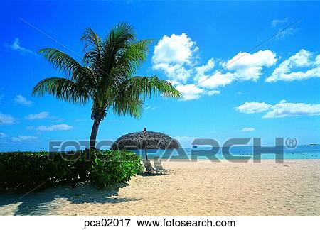 resort, cloud, tree, sand, summer, parasol, chair View Large Photo Image Stock Photo - resort, cloud, tree, sand, summer, parasol, chair. Fotosearch
