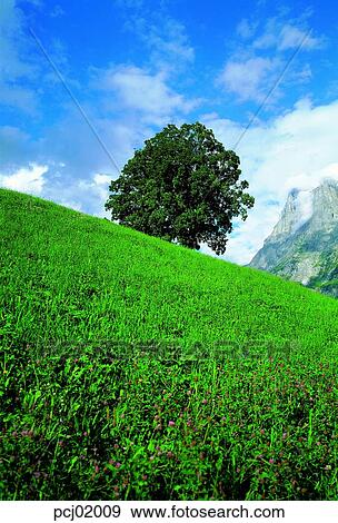 tree, mountain, grass, landscape, outside, noon View Large Photo Image Stock Photo - tree, mountain, grass, landscape, outside, noon. Fotosearch