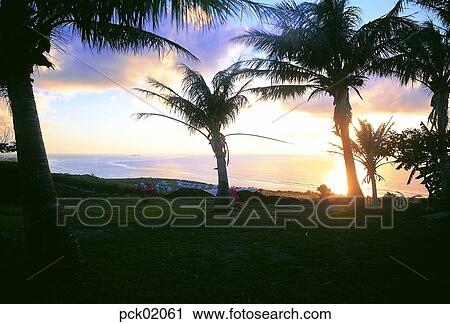 tree, tropics climate, sunrise, sunset, outside, landscape View Large Photo Image Stock Image - tree, tropics climate, sunrise, sunset, outside, landscape. Fotosearch