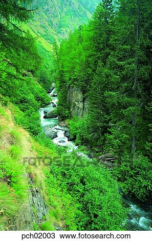 Stock Image - valley, tree, landscape, mountain, outside, noon, forest. Fotosearch