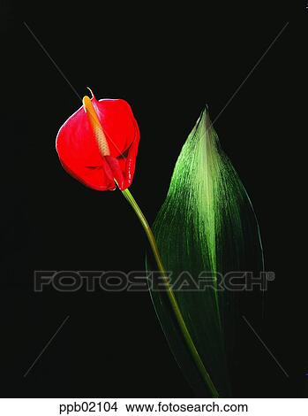 Picture - flower, Nature, plant, Anthurium. Fotosearch