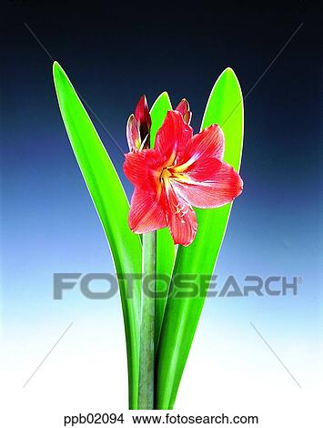 Picture - flower, orchid, flower, plant. Fotosearch