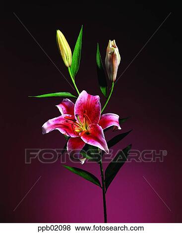flower, plant, Nature View Large Photo Image Stock Photo - flower, plant, Nature. Fotosearch