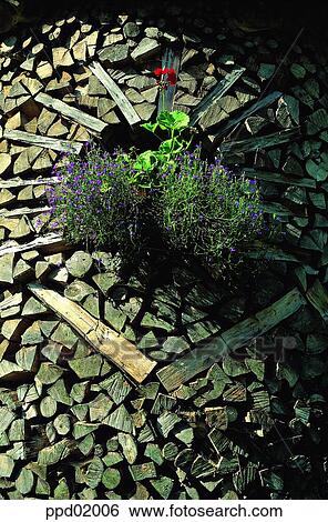 flower, pot, plant, tree, Nature View Large Photo Image Stock Photograph - flower, pot, plant, tree, Nature. Fotosearch