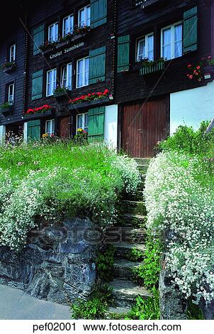 house, window, curtain, flowerdecoration, flower, gardening, house View Large Photo Image Stock Image - house, window, curtain, flowerdecoration, flower, gardening, house. Fotosearch