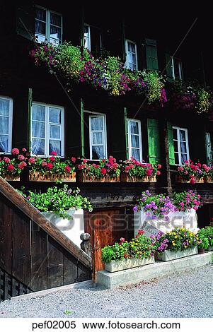 house, window, curtain, flowerdecoration, flower, gardening, house View Large Photo Image Stock Photography - house, window, curtain, flowerdecoration, flower, gardening, house. Fotosearch